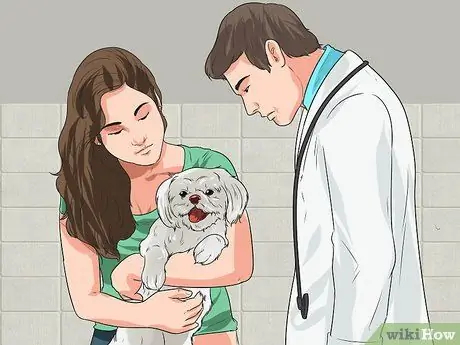 Лечить проблемы мочевыводящих путей у собак Шаг 5