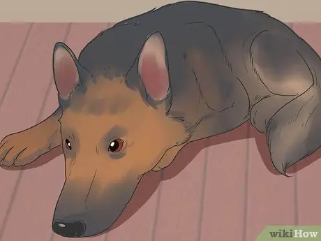 Лечить проблемы мочевыводящих путей у собак Шаг 8