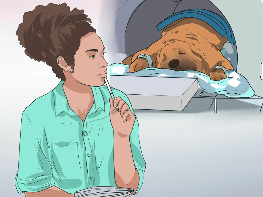 Как лечить проблемы мочевыводящих путей у собак: 12 шагов