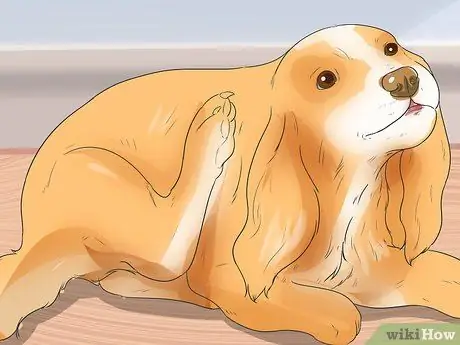 Диагностика ушных инфекций у кокер-спаниелей Шаг 1