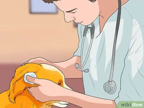 Диагностика ушных инфекций у кокер-спаниелей Шаг 10