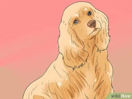 Диагностика ушных инфекций у кокер-спаниелей, шаг 2