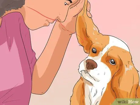 Диагностика ушных инфекций у кокер-спаниелей Шаг 4