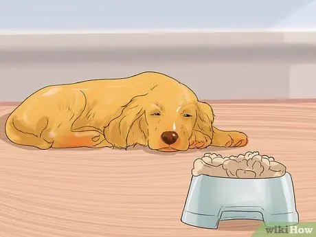 Диагностика ушных инфекций у кокер-спаниелей Шаг 7