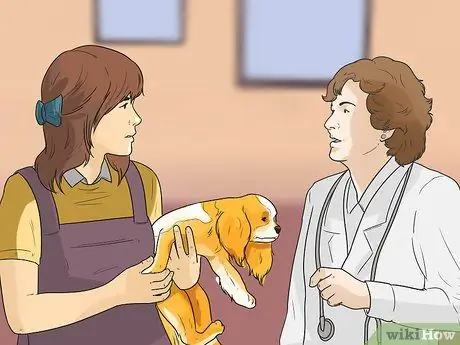 Диагностика ушных инфекций у кокер-спаниелей Шаг 9