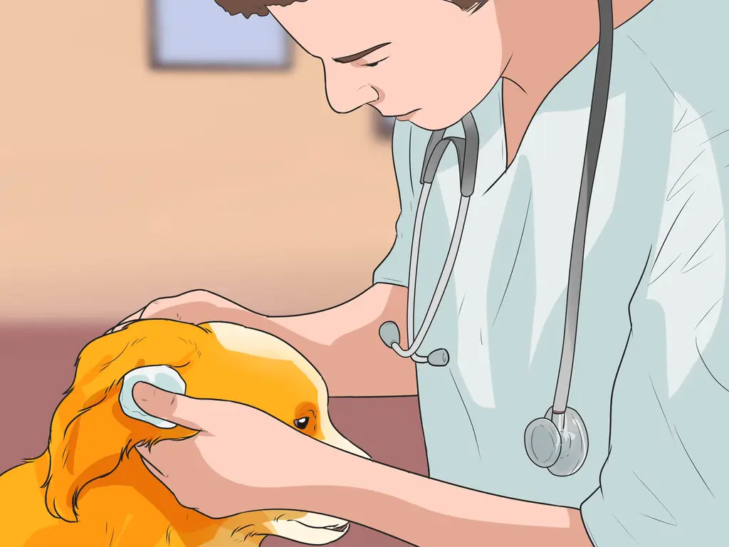 Как диагностировать ушные инфекции у кокер-спаниелей: 10 шагов