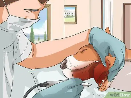 Предотвращение заболеваний пародонта у собак, шаг 2