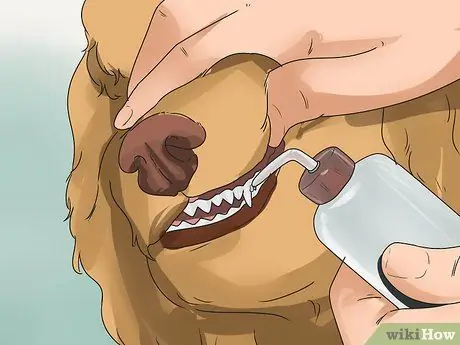 Профилактика заболеваний пародонта у собак, шаг 4