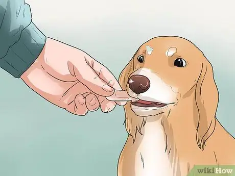 Предотвращение заболеваний пародонта у собак Шаг 5