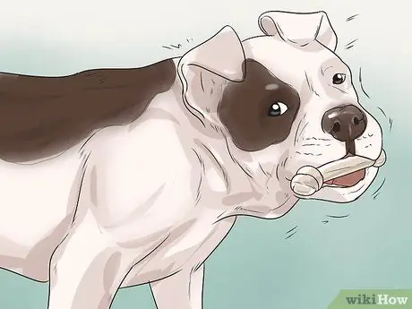 Предотвращение заболеваний пародонта у собак Шаг 6