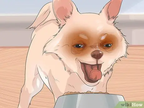 Профилактика заболеваний пародонта у собак Шаг 9