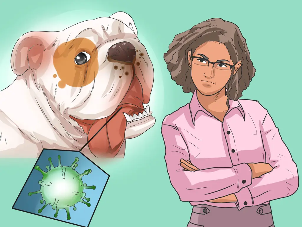 3 способа предотвратить заболевание пародонта у собак