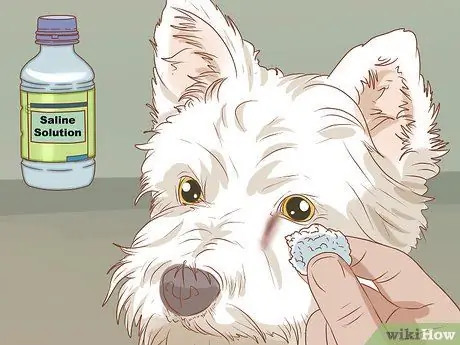 Удаление пятен от слезных протоков с белых собак Шаг 1