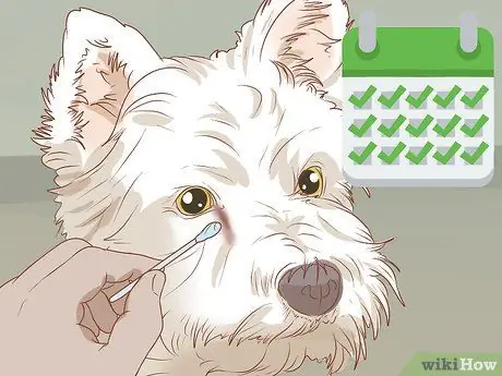 Удаление пятен от слезных протоков с белых собак Шаг 4