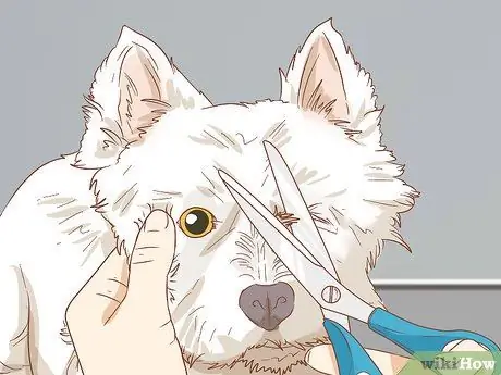 Удаление пятен от слезных протоков с белых собак Шаг 8