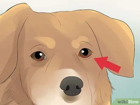 Диагностика конъюнктивита у собак Шаг 1