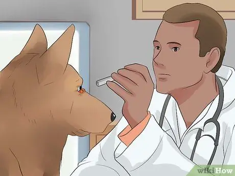 Диагностика конъюнктивита у собак Шаг 10