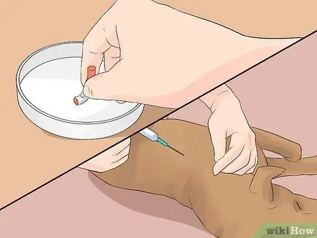 Диагностика конъюнктивита у собак Шаг 13