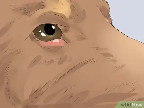 Диагностика конъюнктивита у собак Шаг 2