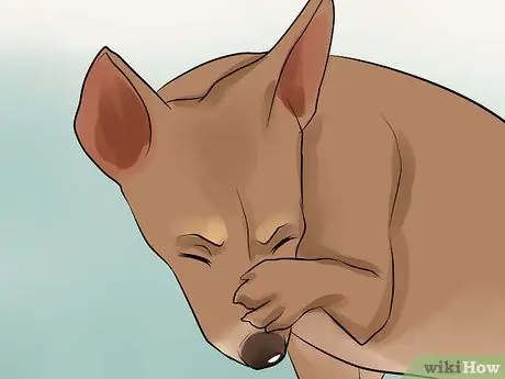 Диагностика конъюнктивита у собак Шаг 5