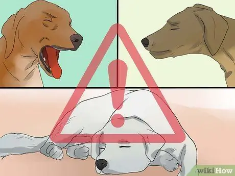 Диагностика конъюнктивита у собак Шаг 6