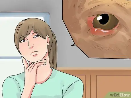 Диагностика конъюнктивита у собак Шаг 7