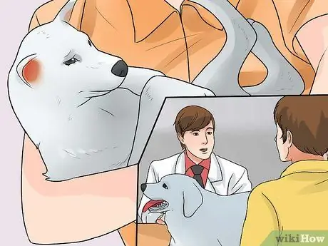 Диагностика конъюнктивита у собак Шаг 8