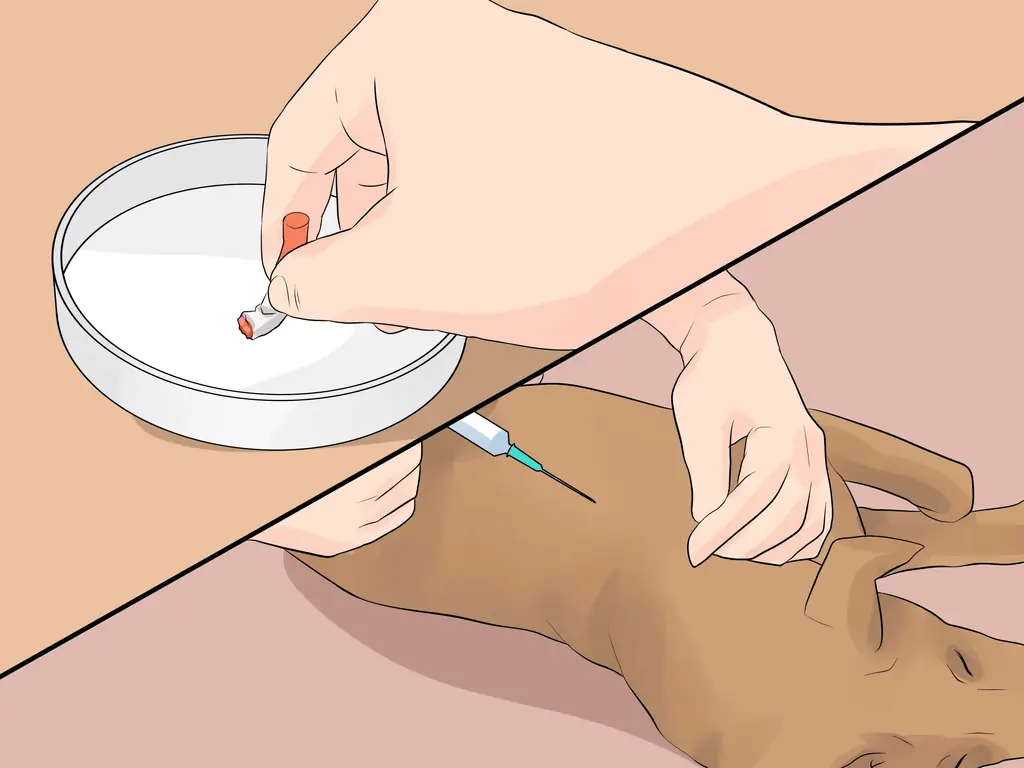 Как диагностировать конъюнктивит у собак: 13 шагов (с изображениями)