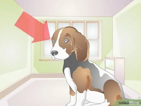 Лечить вросшие веки у собак Шаг 1