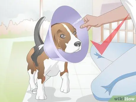 Лечить вросшие веки у собак Шаг 11