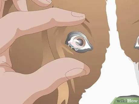 Лечить вросшие веки у собак Шаг 2