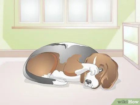 Лечить вросшие веки у собак Шаг 3