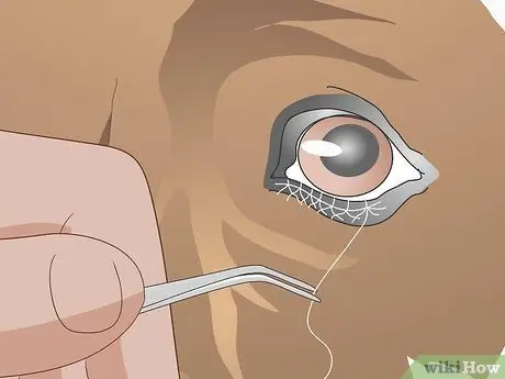 Лечить вросшие веки у собак Шаг 7