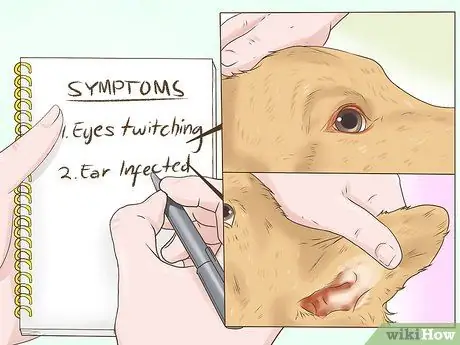 Лечить подергивание глаз у собак Шаг 2