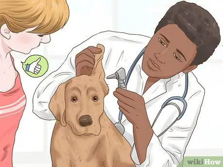 Лечить подергивание глаз у собак Шаг 5