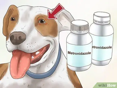 Лечить подергивание глаз у собак Шаг 6