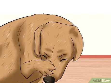 Лечить язвы роговицы у собак Шаг 1