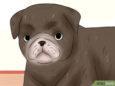 Лечить язвы роговицы у собак Шаг 10