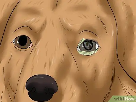 Лечить язвы роговицы у собак Шаг 3