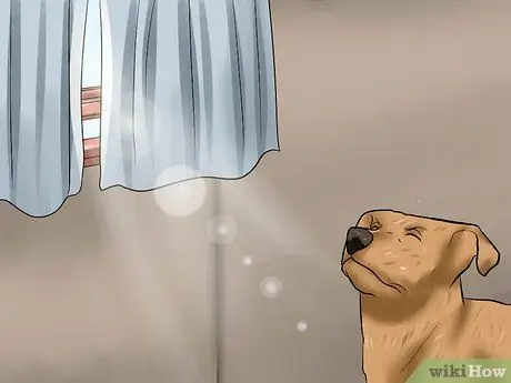 Лечить язвы роговицы у собак Шаг 4