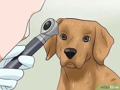 Лечить язвы роговицы собак Шаг 5