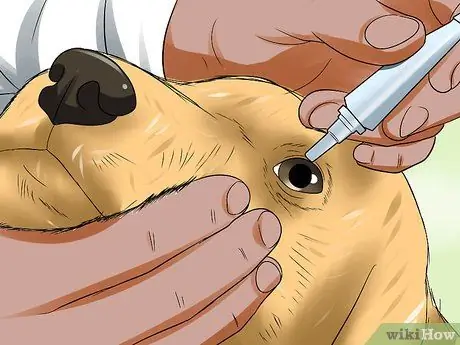 Лечить язвы роговицы собак Шаг 6