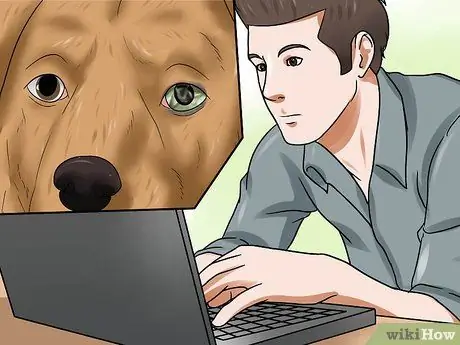 Лечить язвы роговицы собак Шаг 8