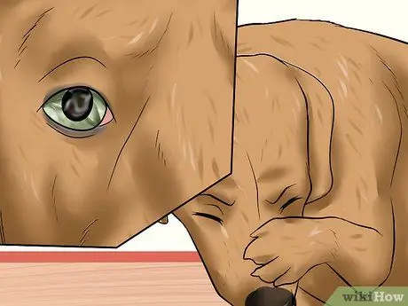 Лечить язвы роговицы собак Шаг 9