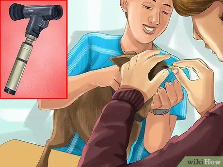 Диагностика проблем со зрением у бостон-терьеров Шаг 5