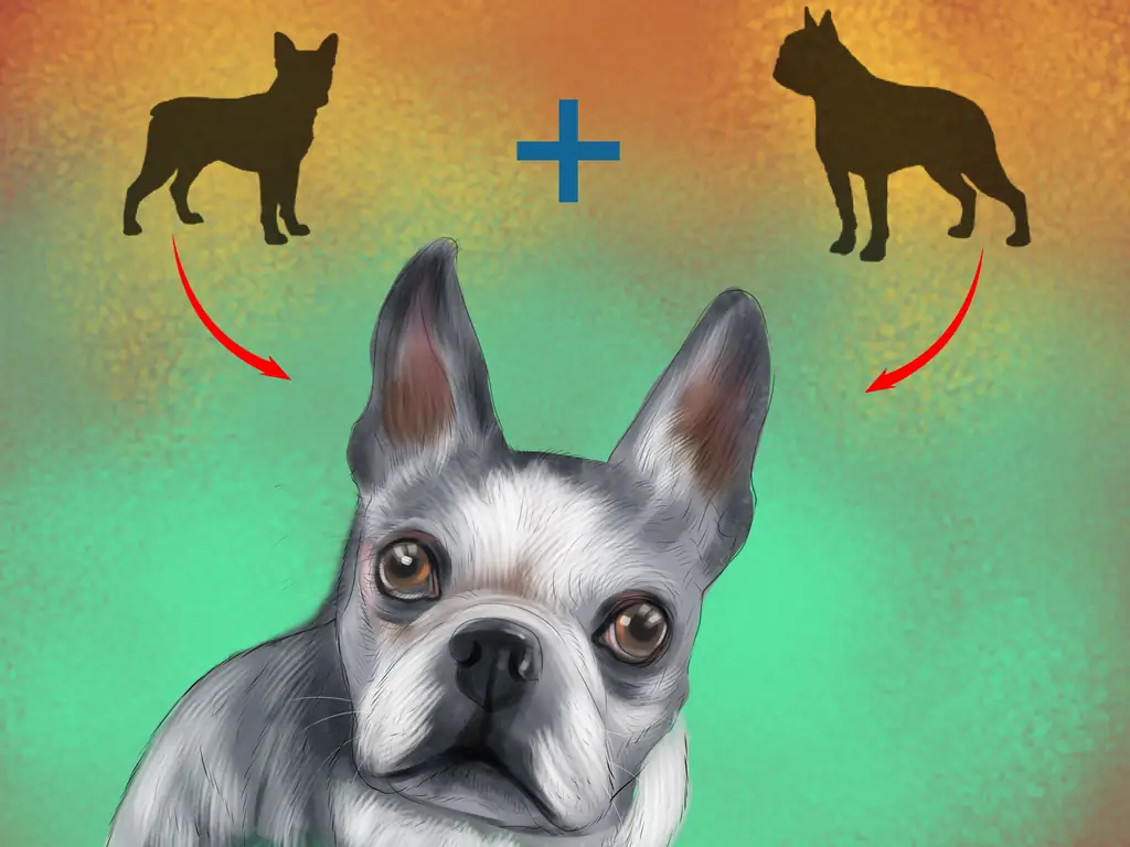 Как диагностировать проблемы со зрением у бостон-терьеров: 9 шагов