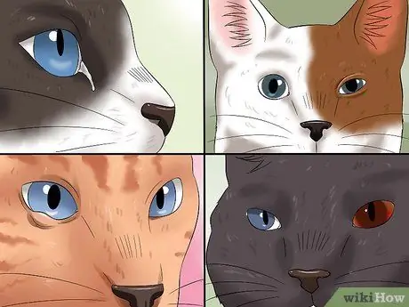 Диагностика конъюнктивита у кошек Шаг 1