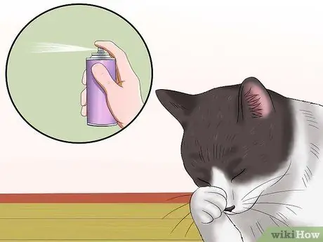 Диагностика конъюнктивита у кошек Шаг 2