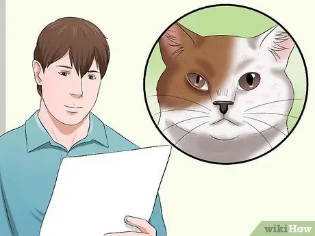 Диагностика конъюнктивита у кошек Шаг 3