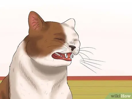 Диагностика конъюнктивита у кошек Шаг 4